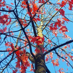 Low angle view of tree against sky during autumn