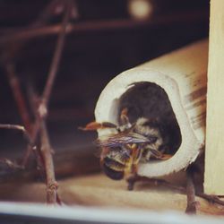 Close-up of bird on floor