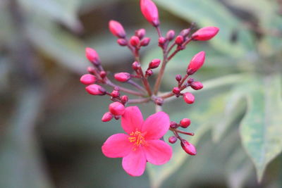 Close-up of pink flowering plant