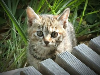 Close-up portrait of cat