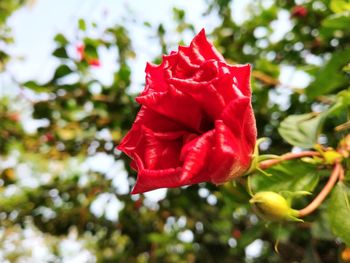 Close-up of red rose