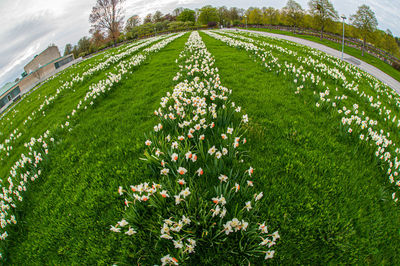 Scenic view of flowering plants on land against sky