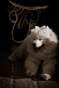 Dog on black background
