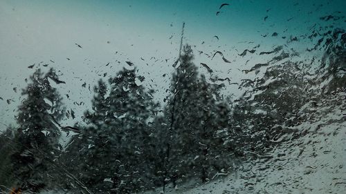 Full frame shot of wet trees against sky