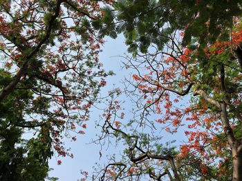 Low angle view of trees against sky