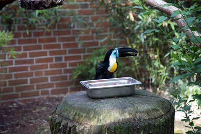 Bird perching on wall