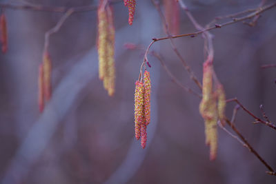 A beautiful birch tree flowers in early spring.