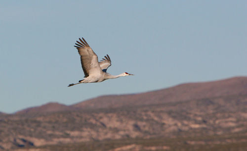 Low angle view of seagull flying in sky