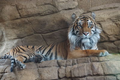 Cat sitting on rock