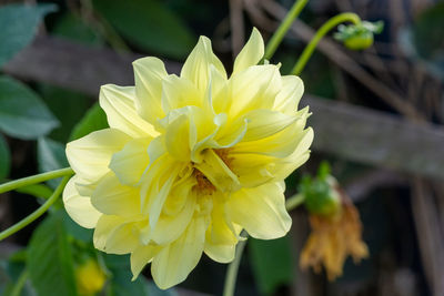 Close-up of yellow rose flower