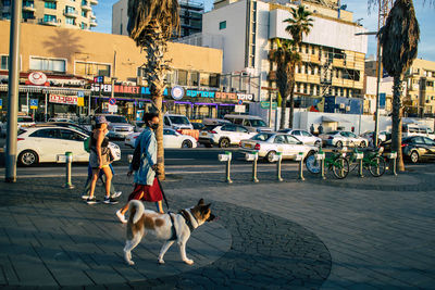 Dog on street in city