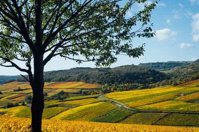 Scenic view of agricultural field against sky. scenic view of vineyard during autumn. 