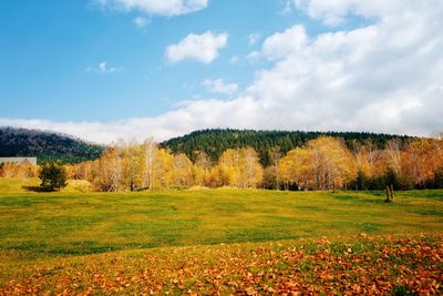 Trees on field against sky