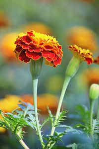 Close-up of yellow flowering plant