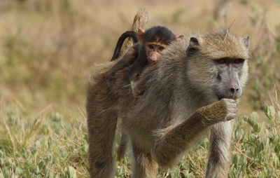 Monkey with infant walking on field