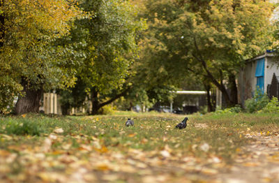 Bird flying over trees