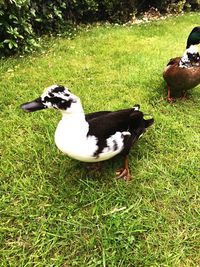 Duck on field