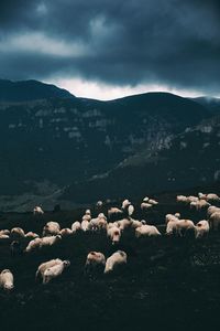 Flock of sheep grazing against mountains