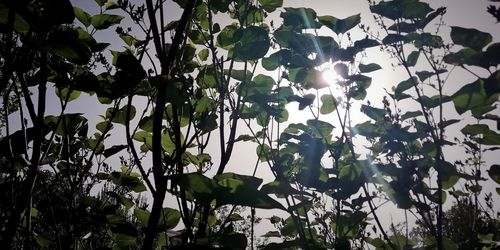 Low angle view of flowering plants against sky