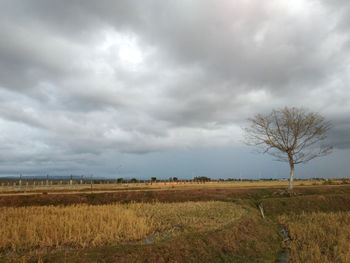 Scenic view of field against sky