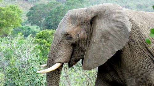 Close-up of elephant on landscape