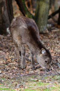 Portrait of a young sika deer grazing in a forest 