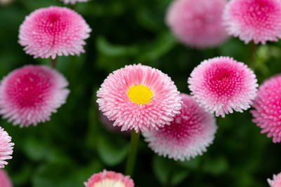 Close-up of pink flowering plants