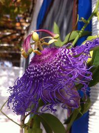 Close-up of purple flowers
