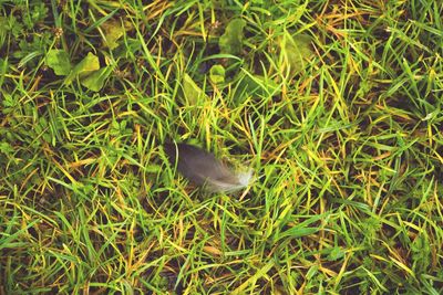 High angle view of duck in water