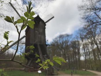 Close-up of plant against trees