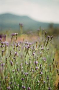 Close-up of flowering plants on field against sky