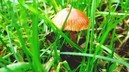 Close-up of grass growing on grassy field