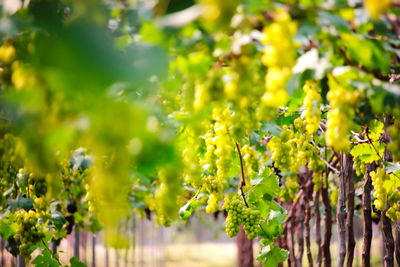 Yellow flowering plants growing in vineyard