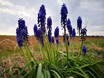 Close-up of purple flowering plants on field against sky