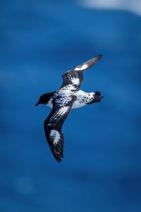 Cape petrel