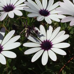 Close-up of white flower