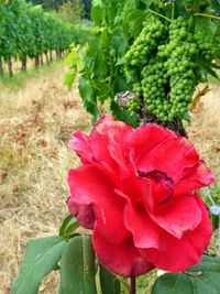 Close-up of red flowering plant on field