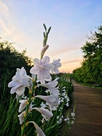 Close-up of white flowers blooming on tree