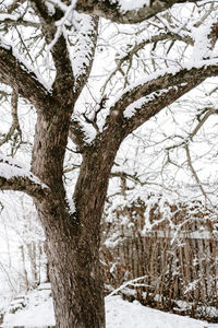 Trees on snow covered land