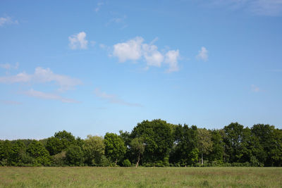 Trees on field against sky