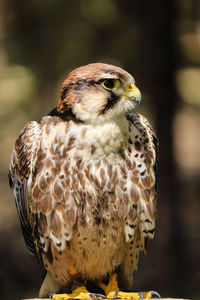 Close-up of falcon perching outdoors