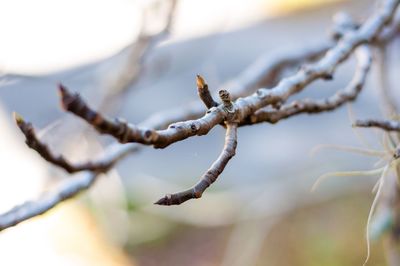 Close-up of twigs