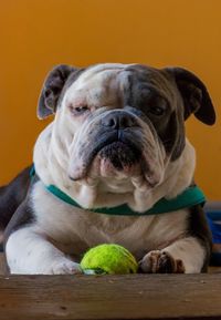 Close-up portrait of a dog