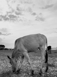 Cow grazing in a field