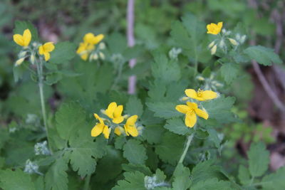 Close-up of yellow flowers blooming outdoors