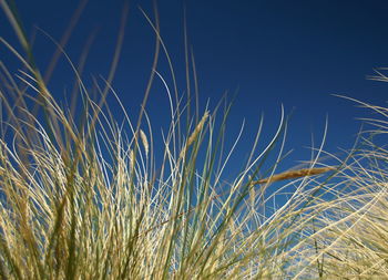 Low angle view of grass on field against clear blue sky