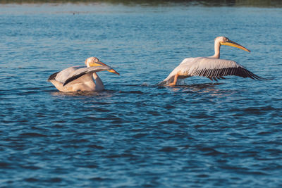 Ducks swimming in lake