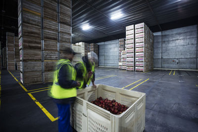 Two workers inspecting apples in distribution warehouse