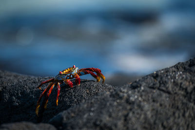 Close-up of crab on rock at beach