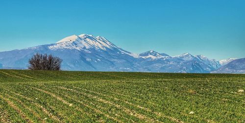 Scenic view of snowcapped mountains against clear blue sky